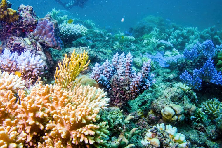 The U.S. dumped 500,000 tons of oyster shells into the ocean in 2007 - Nearly two decades later, they have created a thriving habitat for thousands of marine species
